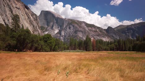 rising shot from wild grass stalks to half dome in yosemite