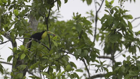 Keel-billed-Toucan-perched-on-branch-and-flying-away-in-slowmotion