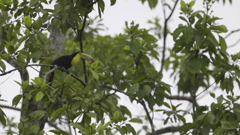 tucano de pico de quilla sentado en una rama y volando en cámara lenta