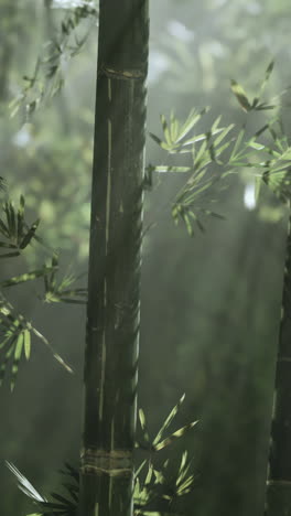 tranquil bamboo forest with sunlight and fog