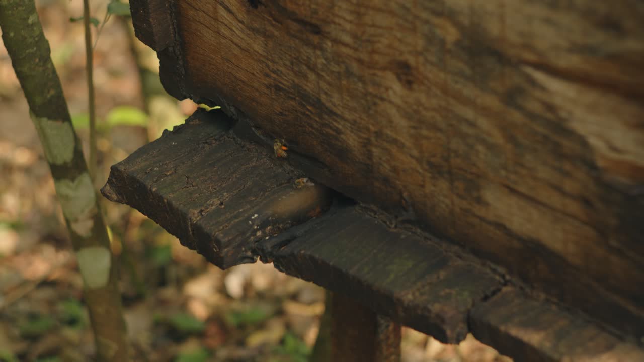 se ve a las abejas entrando en una caja de enjambre, lo que indica que han elegido este lugar para construir su nueva colmena