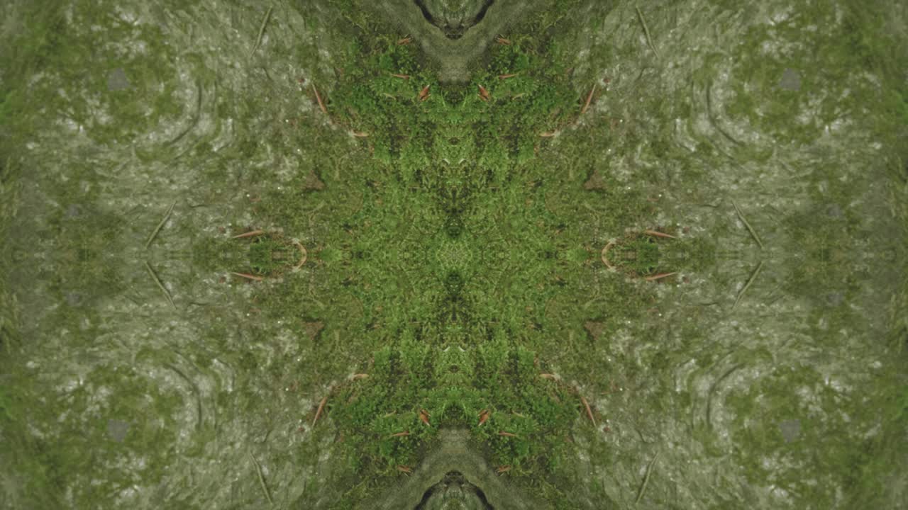 caleidoscopio de vegetación usando imágenes de bosque de wissahickon creek, philadelphia, #46