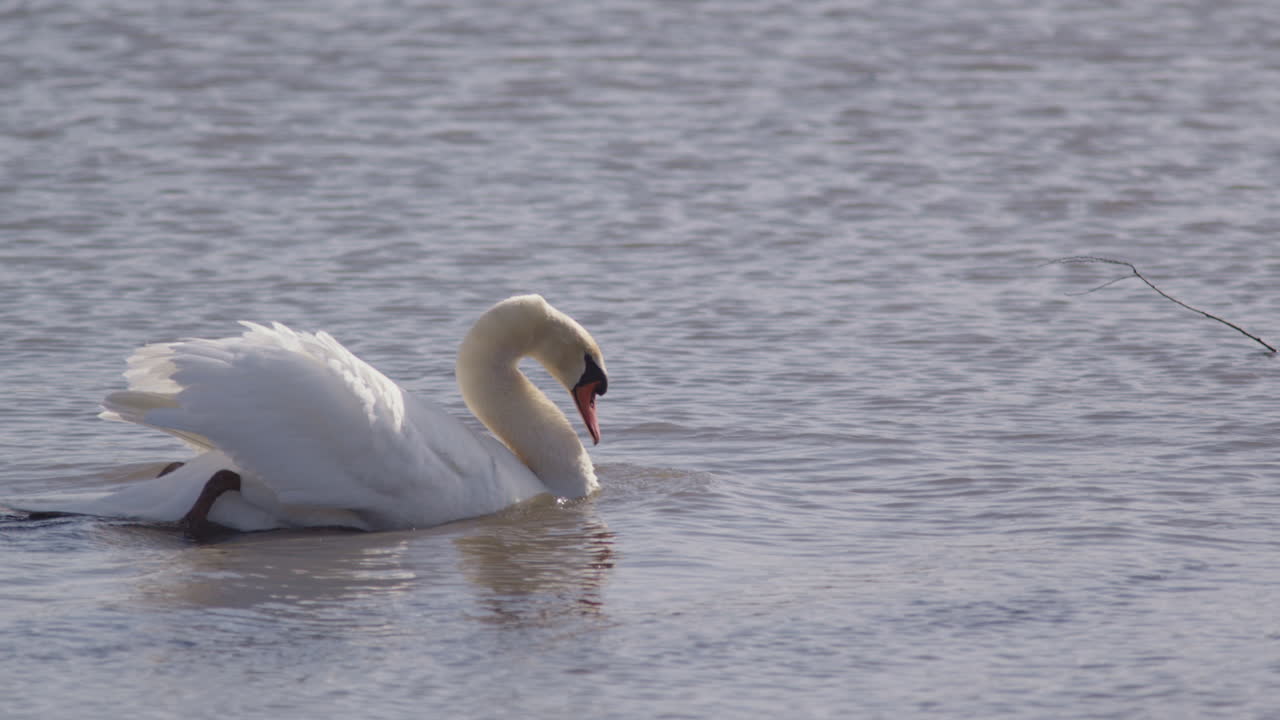 A slow-motion visual poem of swans mating at sunrise.