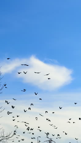 big flock of birds rise into a blue sky. black crows fly over the bare trees. low angle view. vertical video.
