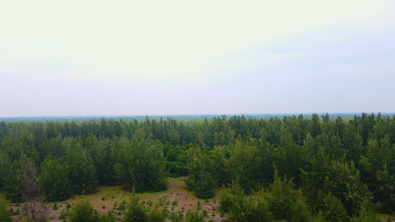 взлететь, чтобы подняться над деревьями плантации, заполненной новыми и зрелыми деревьями