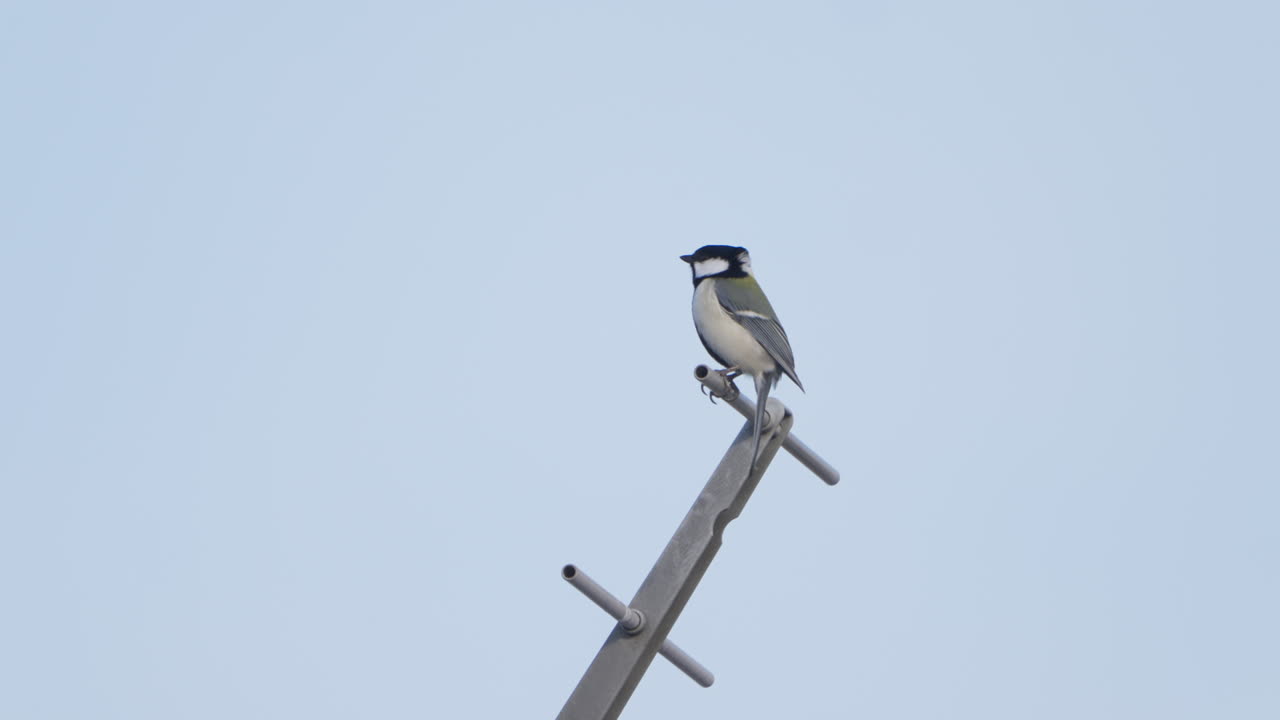 tit japonés cantando y posado en una antena de televisión en una ciudad japonesa urbana en un día claro y sin nubes