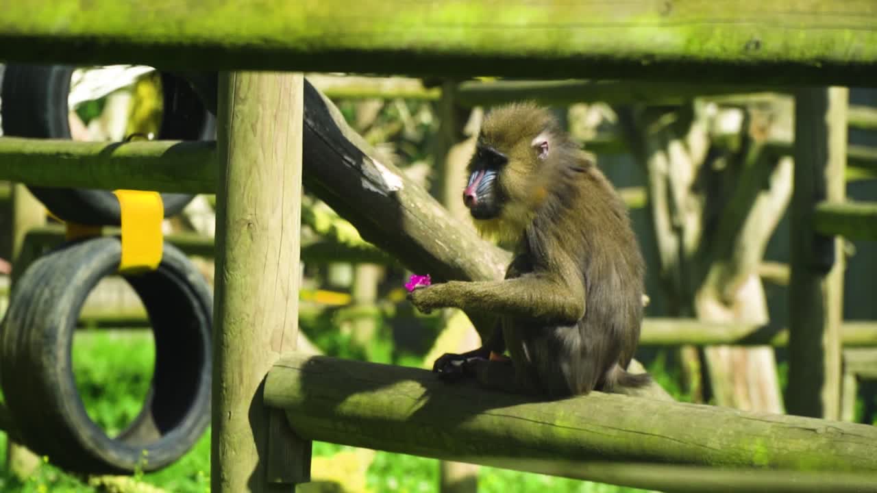 사자 왕처럼 보이는 귀여운 작은 원숭이는 편안한 동물 다큐멘터리 영화 설정을 둘러보며 드래곤 과일 음식을 먹기 위해 서두르는 모든 사람들로부터 떨어져 혼자 앉아 있습니다.