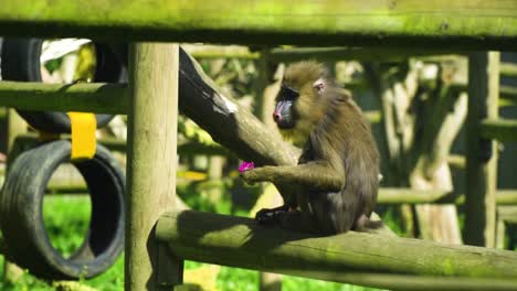 lindo monito que parece del rey león está sentado solo, lejos de todos los que se apresuran a comer su comida de fruta de dragón mirando alrededor relajantes escenarios de películas documentales de animales