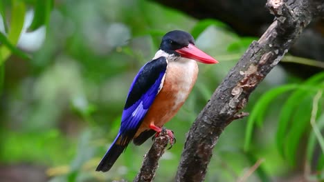 Der-Schwarzkopf-eisvogel-Hat-Einen-Bonbonartigen-Roten-Schnabel-Und-Eine-Schwarze-Kappe,-Die-In-Thailand-Und-Anderen-Asiatischen-Ländern-Zu-Finden-Ist