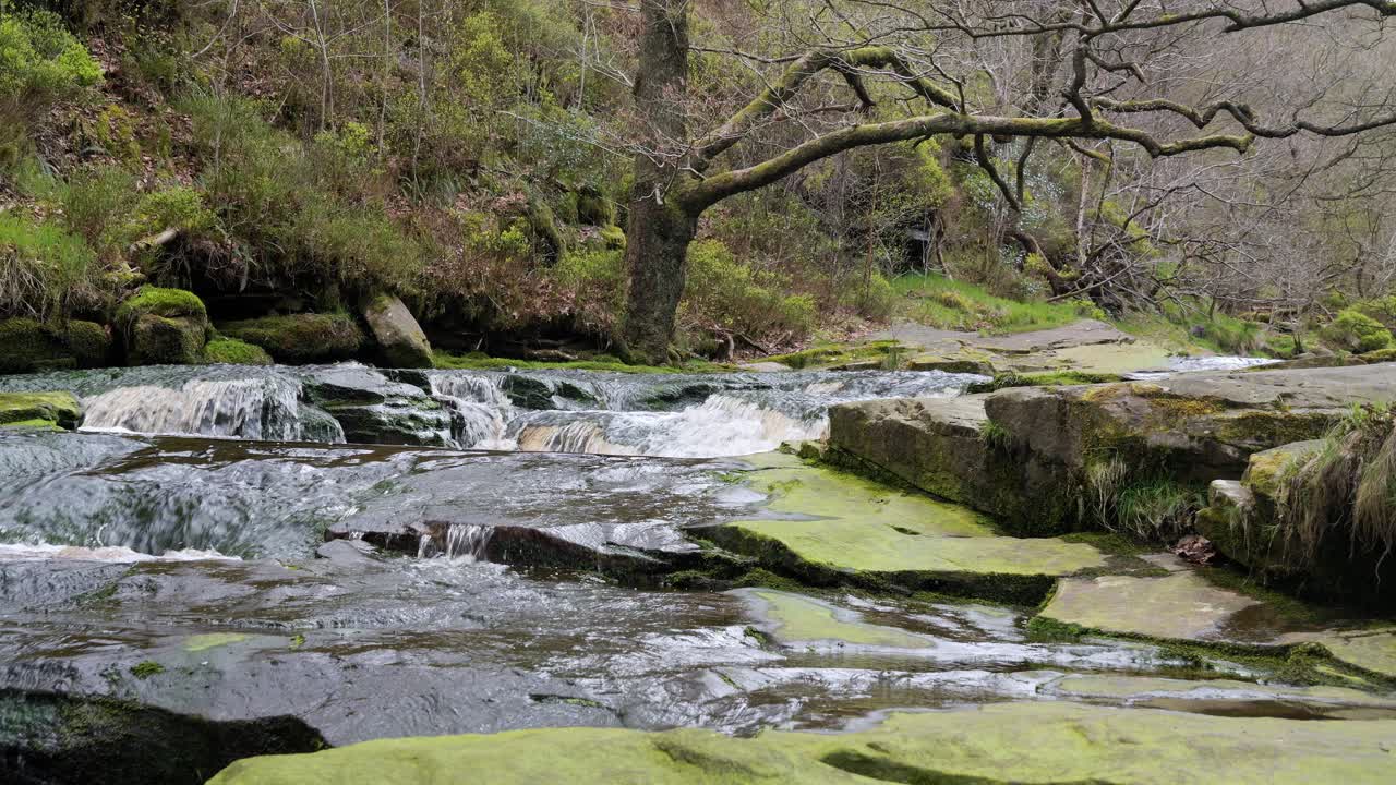 cascada de arroyo de bosque en movimiento lento, escena de serenidad de la naturaleza con piscina tranquila debajo, vegetación exuberante y piedras cubiertas de musgo, sensación de paz y belleza intacta de la naturaleza en el ecosistema forestal