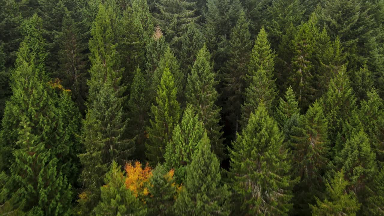 Drone footage capturing autumn patterns in the Forest of Dean with conifer trees creating diverse textures