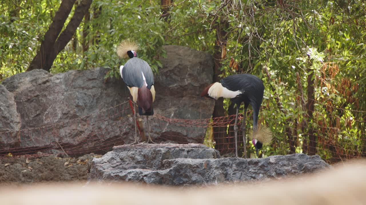 발렌시아 바이오파크 4k, 24fps의 다채로운 새 2마리