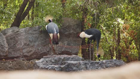 2 colourful birds rock in valencia biopark 4k, 24fps