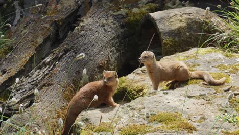 Gelber-Mungo-über-Seinen-Lebensraum-Im-Zoologischen-Park