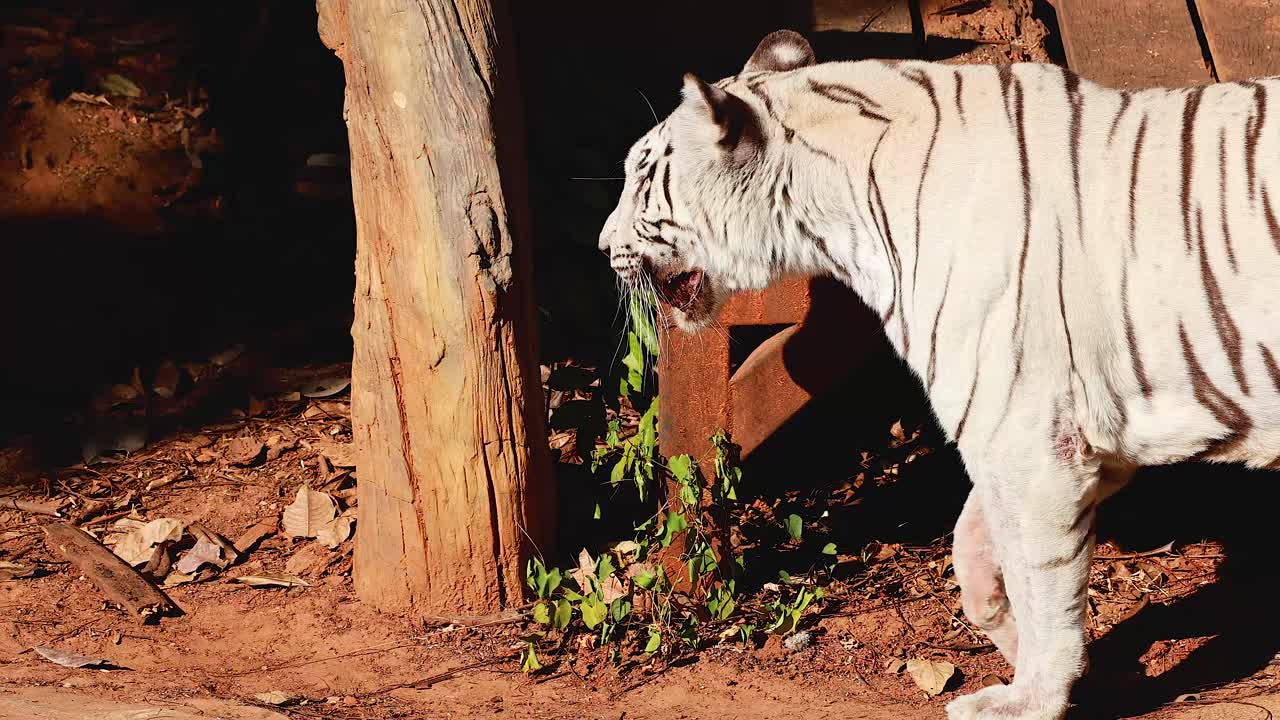 tigre blanco en su hábitat