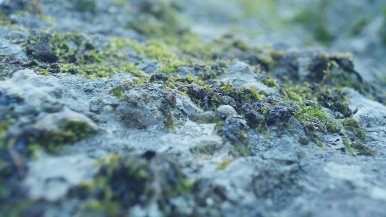 카메라가 앞으로 이동하면서 큰 바위에 초점을 맞추는 4k 매크로 샷