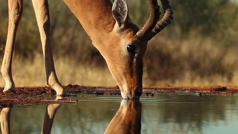 a close-up of a male impala's face while drinking