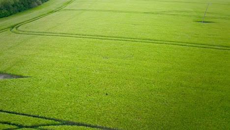 beautiful cultivated green meadow. aerial backward