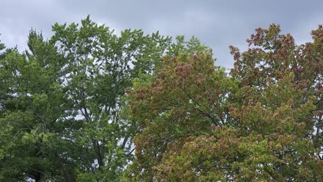 Shot of tree waving by the wind in the cloudy weather