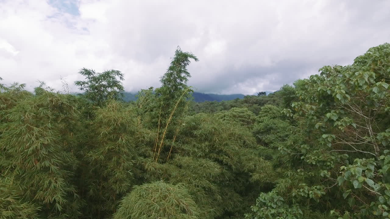 vista aérea de la flora amazónica en ecuador