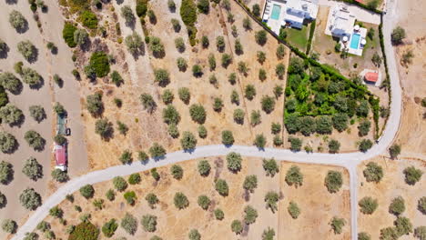 cenital drone shot over a olive trees and a villas with pools, in sunny greece