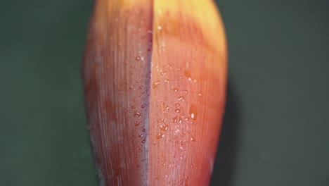 fleur de bananier riche en nutriments ou fleur de plantain ou moka a de nombreux avantages nutritionnels