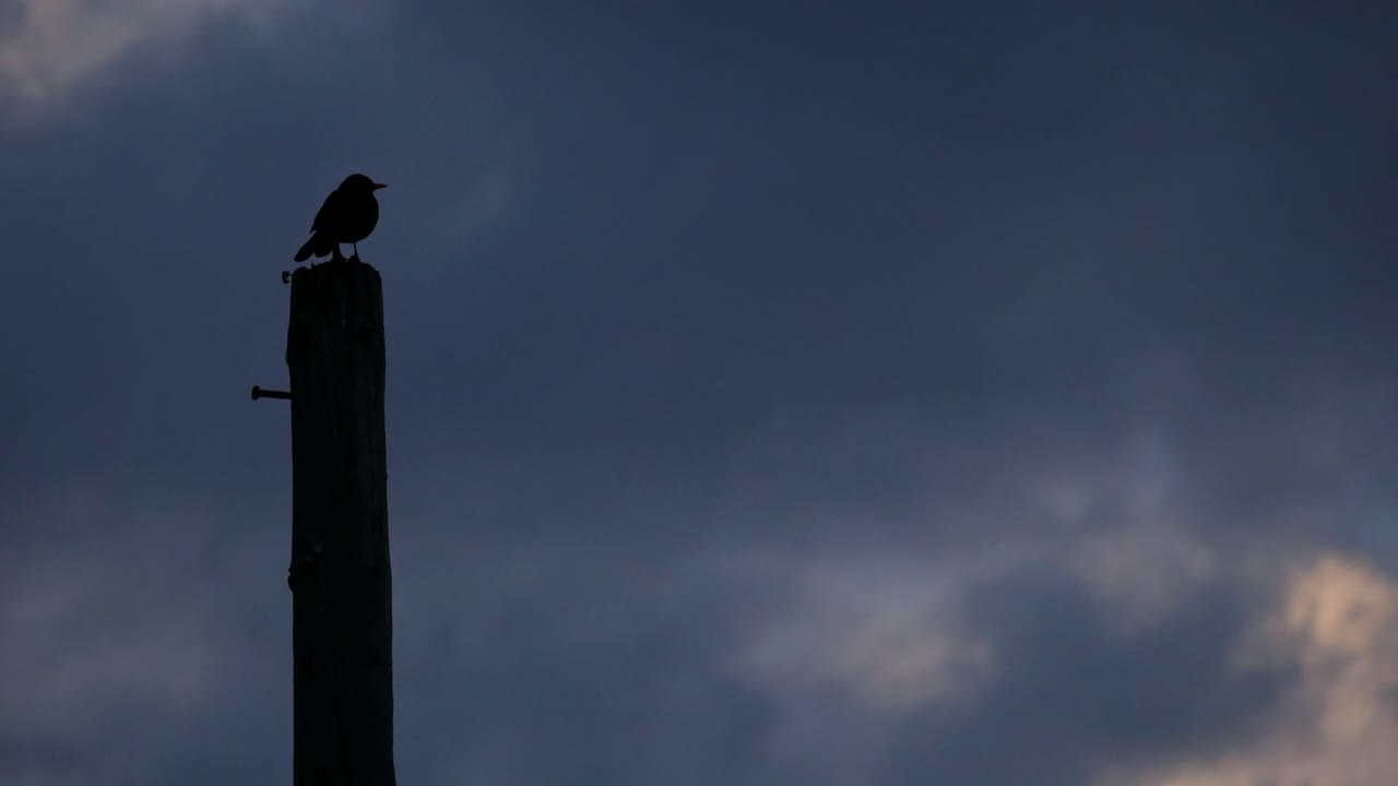 Sagoma scura di un uccello su un palo, tempo tempestoso.