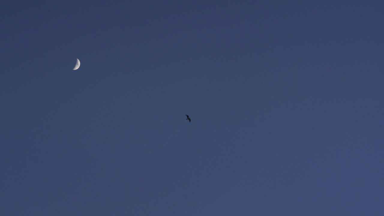 A flock of birds flying around a waxing crescent moon in Muscat, Oman