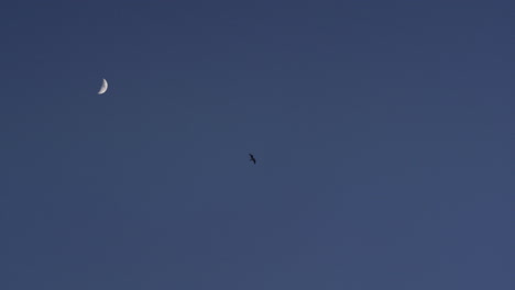 a flock of birds flying around a waxing crescent moon in muscat, oman