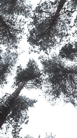 winter forest canopy