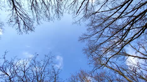 nubes en el cielo azul sobre el bosque con árboles altos y desnudos