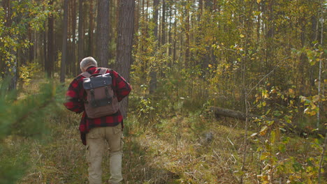 excursionista con mochila está caminando solo en el bosque en un soleado día de otoño vista de atrás disfrutando del buen y cálido clima