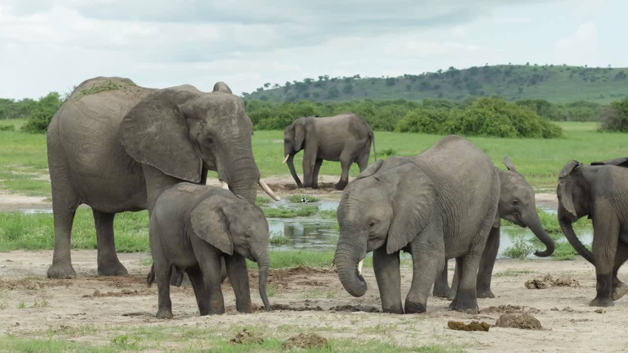 A herd of African elephants and their calves drinking groundwater after digging holes, Savuti Botswana