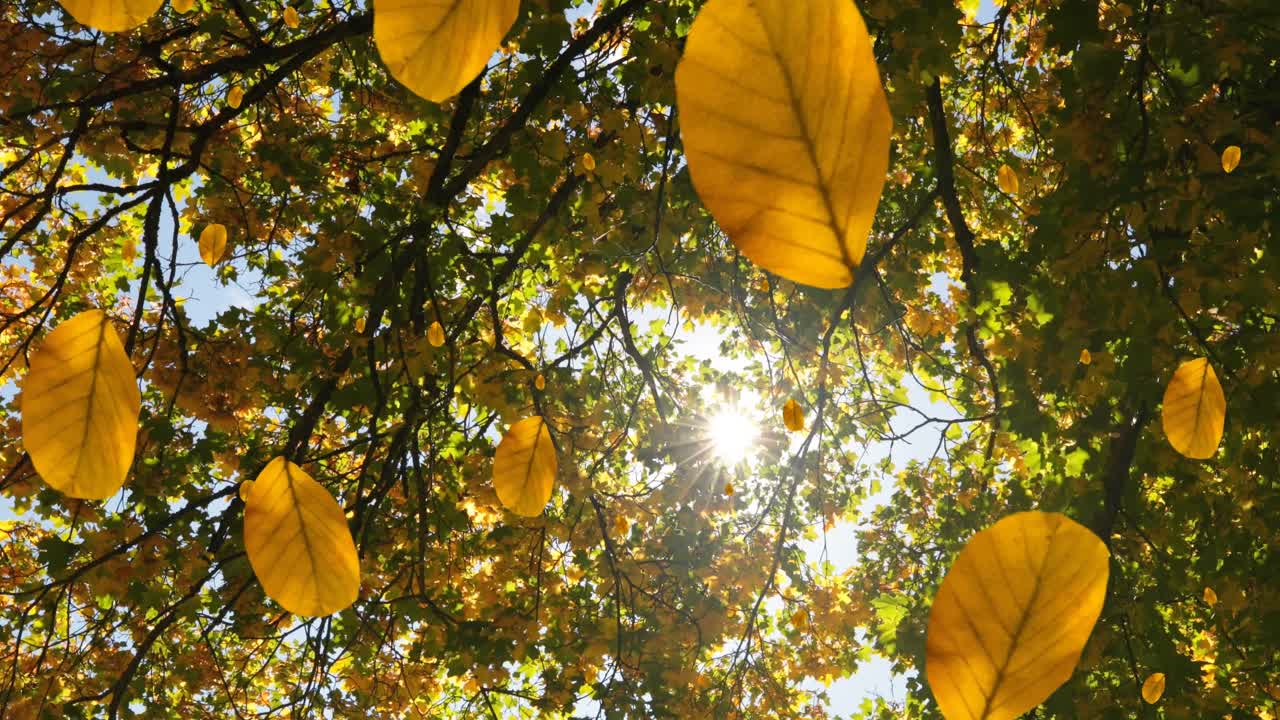 animación de las hojas de otoño que caen contra la vista del sol brillando a través de los árboles