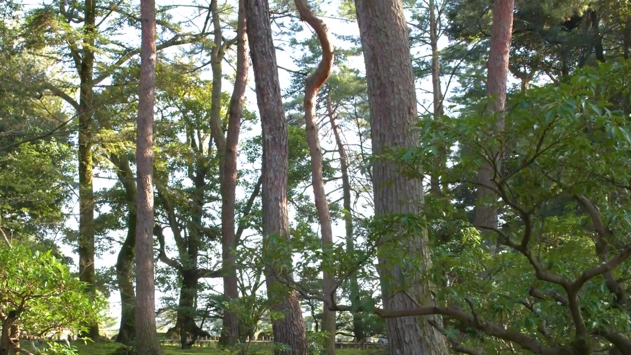 Fogliame verde lussureggiante e alti pini sotto la luce solare intensa nel Giardino Kenrokuen, Kanazawa.