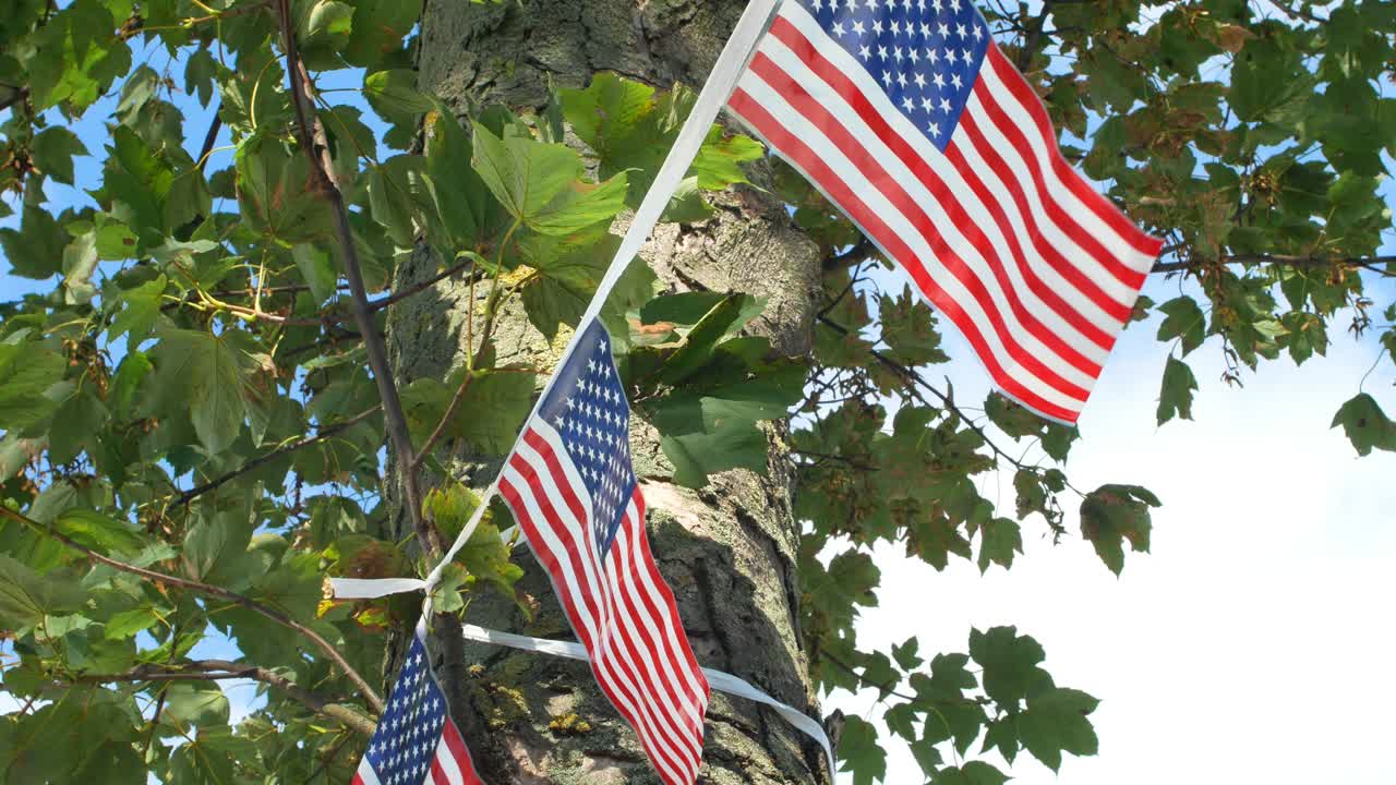 Stars - stripes flags tied around a tree, blowing in the breeze