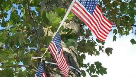 stars - stripes flags tied around a tree, blowing in the breeze