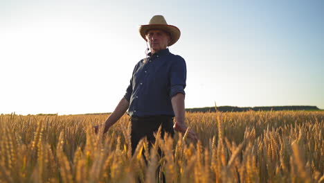 farmer working in field. farmer walking through field checking wheat crop