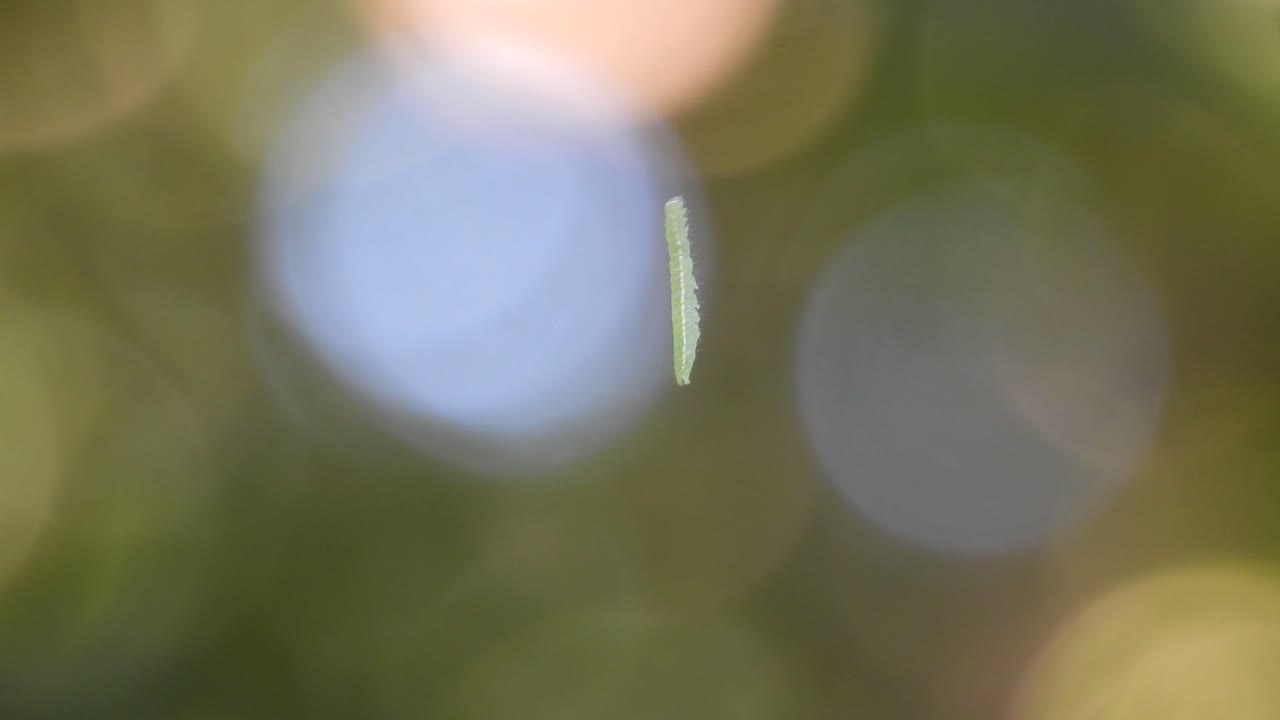 oruga colgando en el aire ..