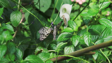 close-up shot of three butterflies with vibrant wing patterns collecting nectar from a purple flower