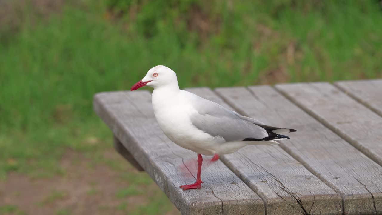 A close-up of a seagull perched on a wooden stand, its feathers ruffled by the wind, showcasing its sharp features and coastal environment.