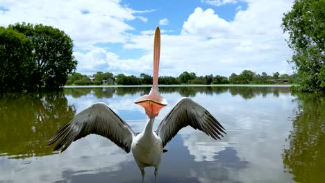 pelican tries to eat drone