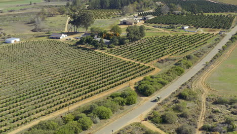 crops of citrus