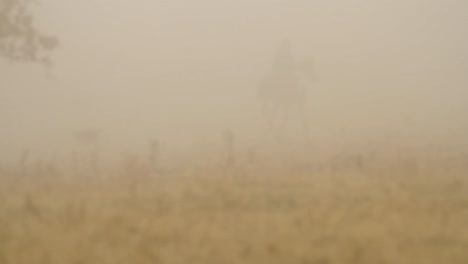 dusty field with horseback riders