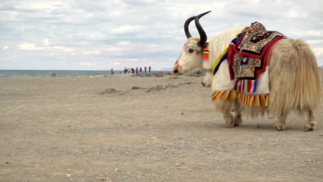 white yaks dressed up with traditional mount rugs in tibet