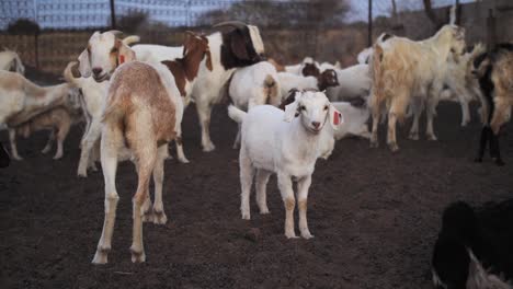 herd of goats in kraal at dusk
