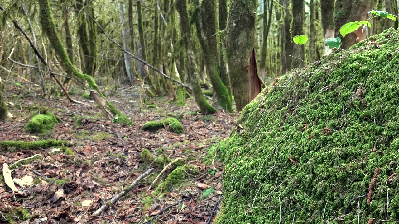 Roccia muschiosa in una foresta verde lussureggiante
