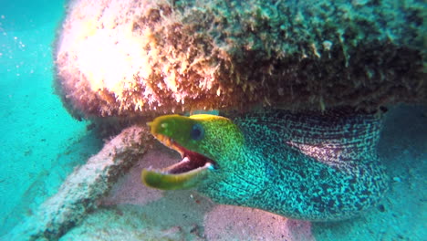 scary black and yellow eel defending his home from divers