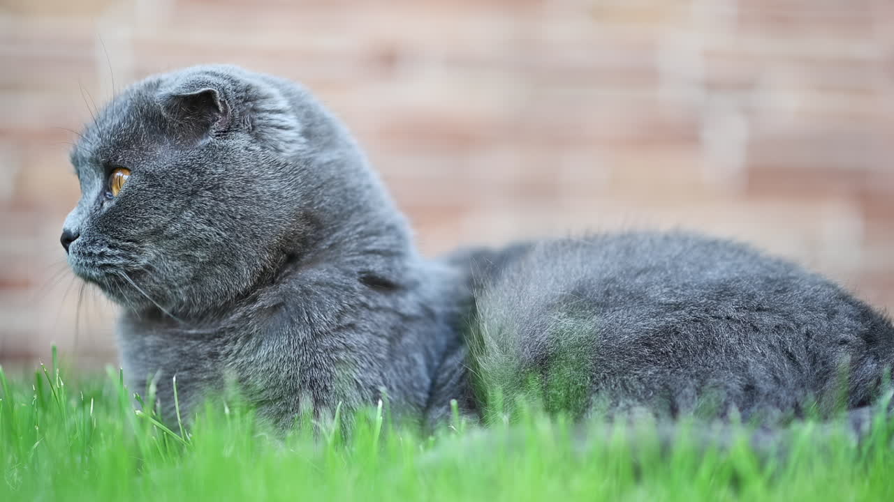 A gray cat yawns while resting on fresh green grass in a sunny garden