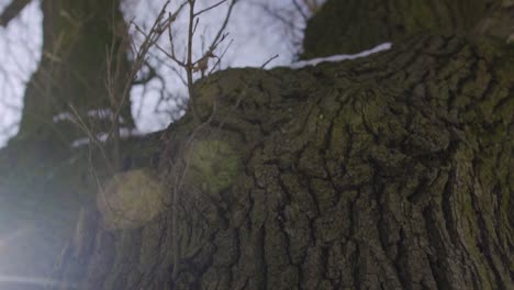 Motion-rotation-shot-over-old-tree-bark-with-sun-beams-direct-flare,-Close-up